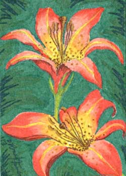 "A Pair Of Ditch Lilies" by Julie O' Rourke Hancock, La Crosse WI - Permanent Marker